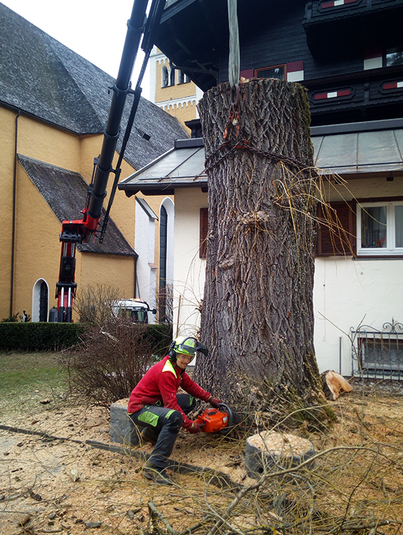 Baumabtragung Trauerweide Pfarrhof in Gastein durch Alpenbaum Service
