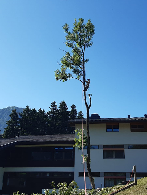 Baumabtragung im Wohngebiet, Salzburg, Österreich