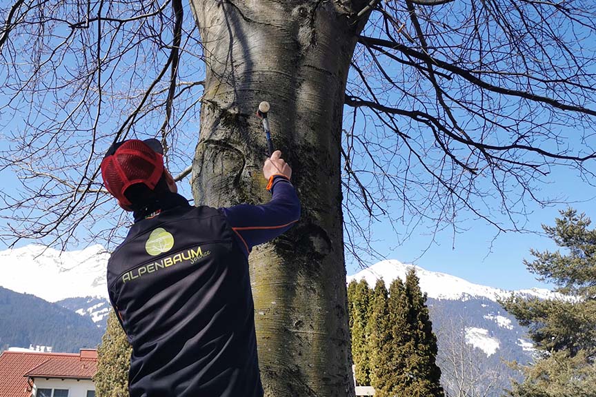 Erstellung von Baumgutachten in Gastein, Pongau, Alpenbaum Service