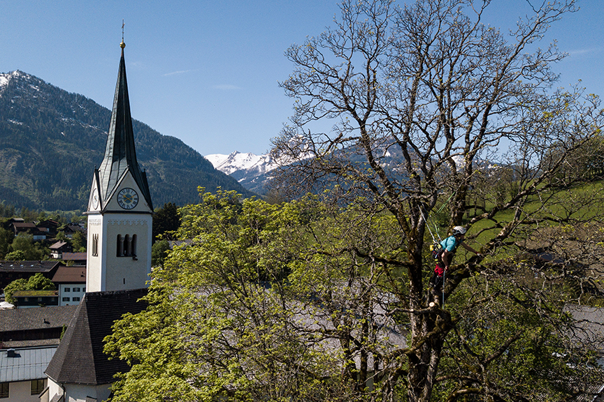 Baumpflege durch geprüfte Baumpfleger in Salzburg, Alpenbaum Service