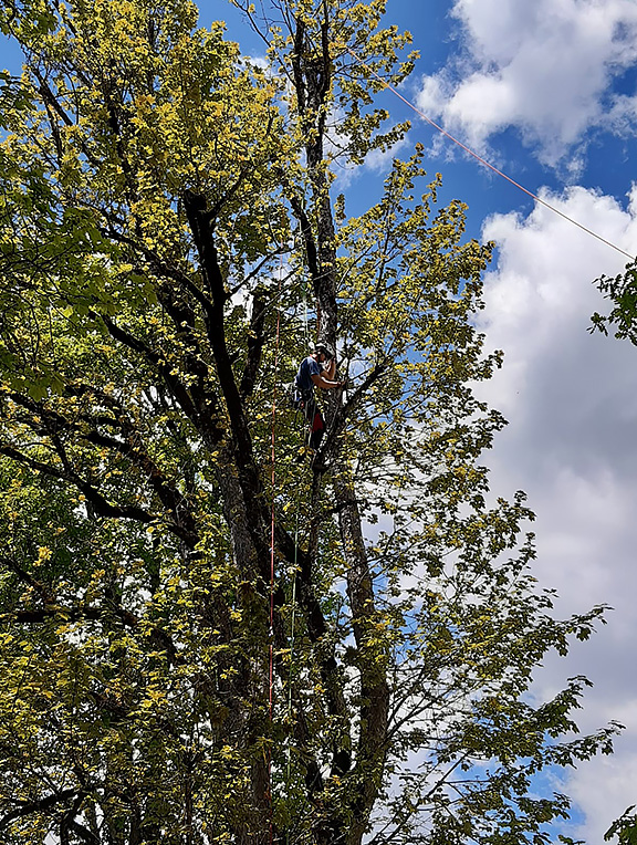 Baumschneider, Baumpflege von Alpenbaum Service