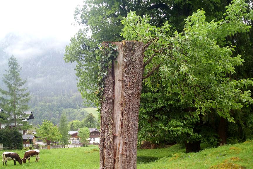 Baumberatung im Pongau, Pinzgau, Alpenbaum Service