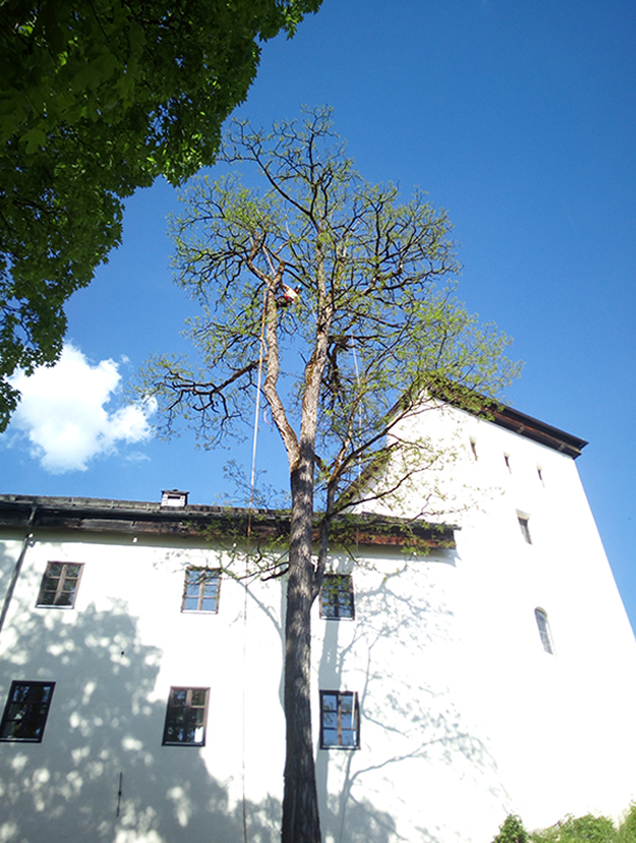 Holz- und Baumschneider, Alpenbaum Service